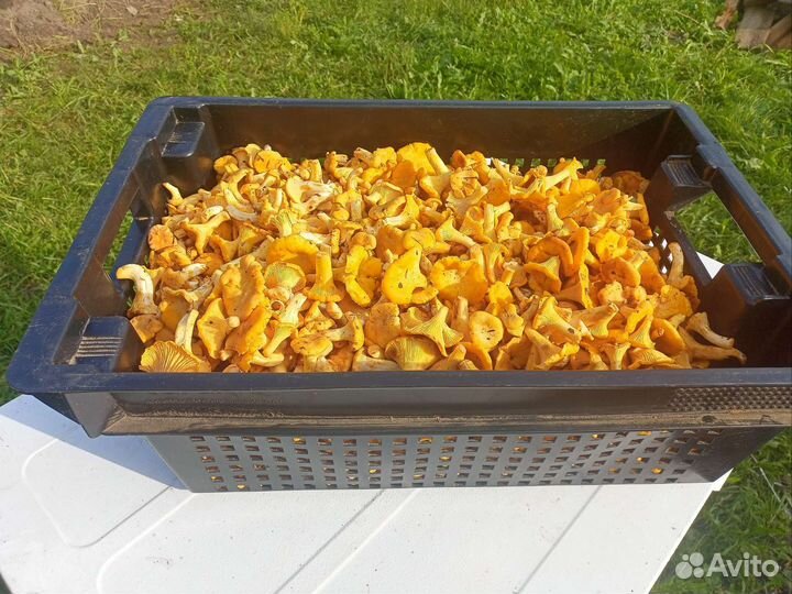 Грибы лисички