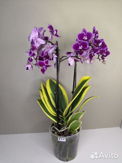 Орхидея вариегатная