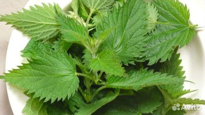 Дикоросы - Крапива / сныть / кинза / мята