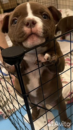 Американский булли микро экзот