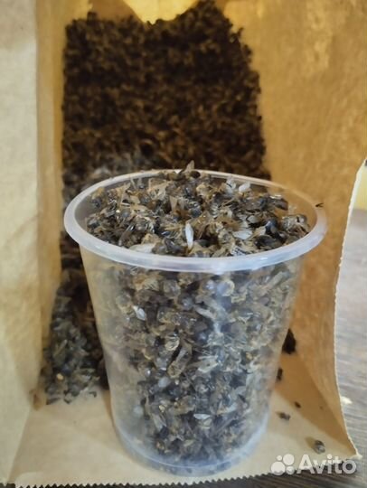 Личинки восковой моли (огневка), подмор