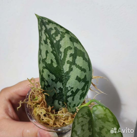 Сциндапсус триколор, Сильвер леди, пиктус