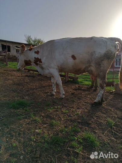 Корова дойная