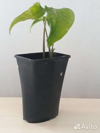 Комнатные цветы