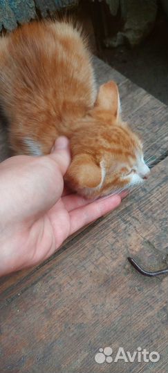 Отдам кошку в добрые руки