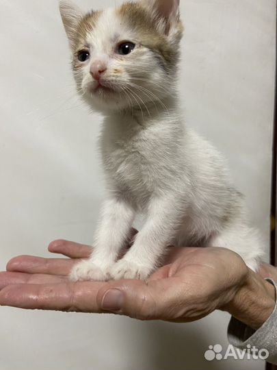 Белый котенок девочка
