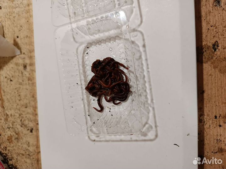 Червь, наживка, груза