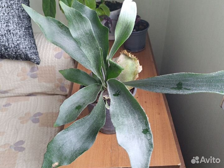 Папоротник платицериум