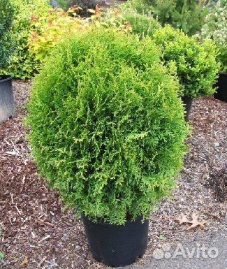 Туя западная