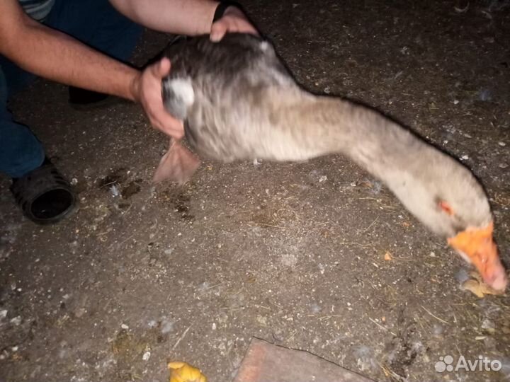 Крупные серые гуси