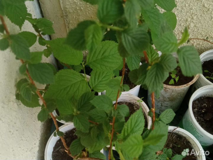 Войлочная вишня саженцы