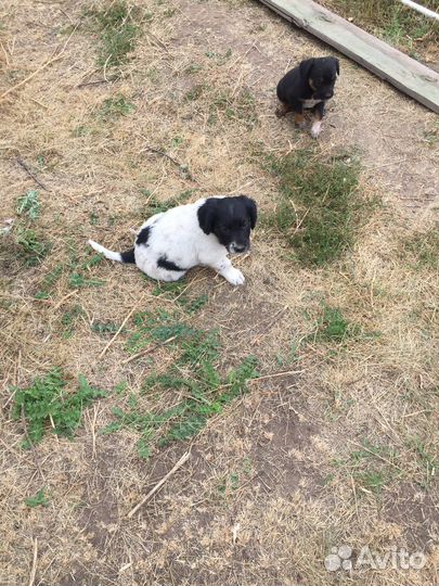 Щенки дворняжки
