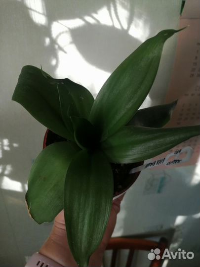 Сансевиерия блэк драгон
