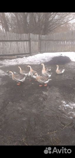 Гусаков и гусынь кубанских