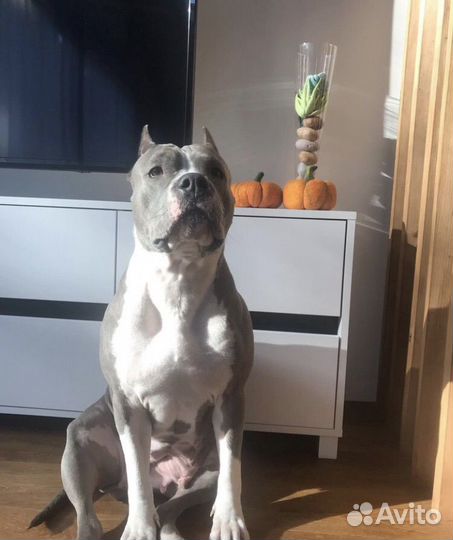 Щенки амстаффа