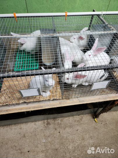 Белый паннон кролик на племя и на мясо