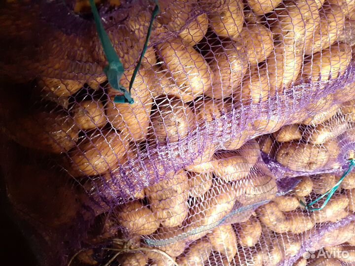 Картофель семенной и на корм, возможна доставка