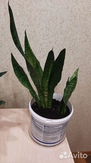 Сансевиерия