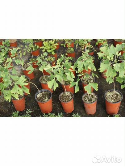 Гинко билоба