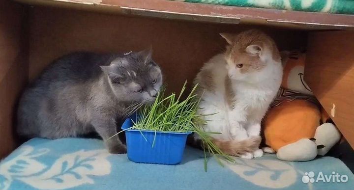 Зайка ищет семью