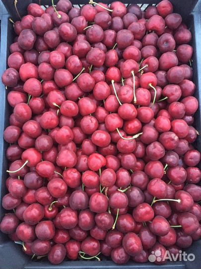 Черешня сладкая крупная