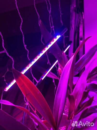 Фитолампа для растений