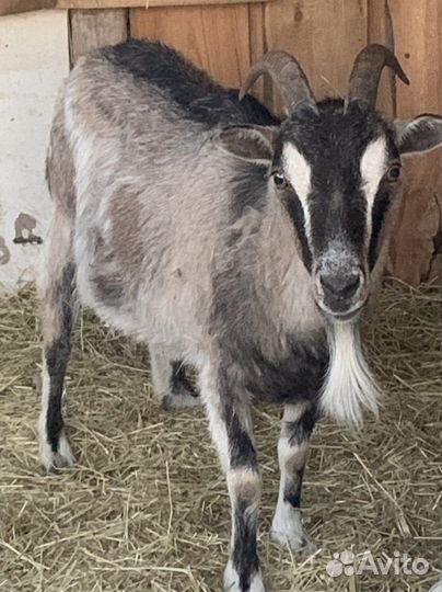 Коза и казленок