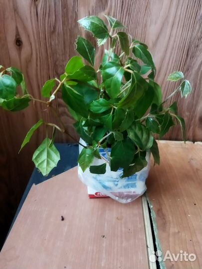 Циссус березка