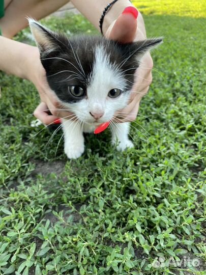 Котята в добрые руки бесплатно