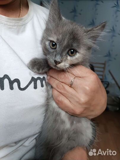 Кошка в дар бесплатно