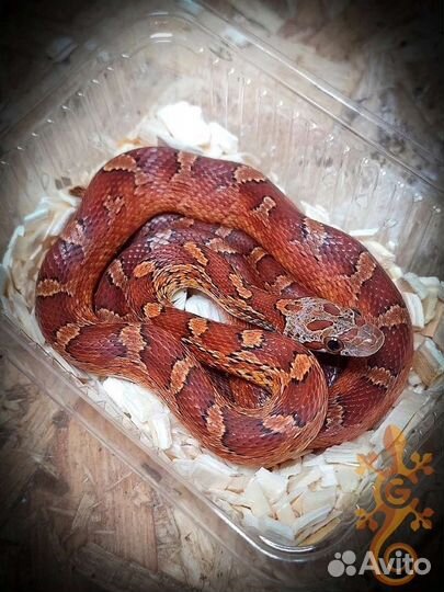 Змея маисовый полоз для новичка