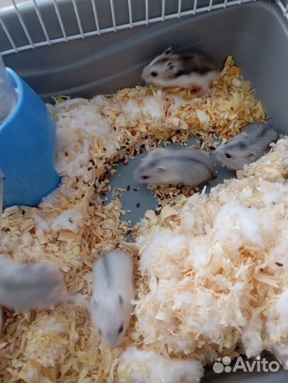 Джунгарский хомяк