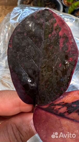 Замиокулькас вариегатный блек Оранж