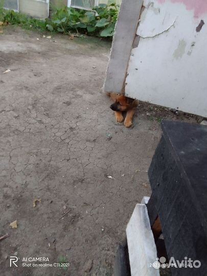 Отдам бесплатно