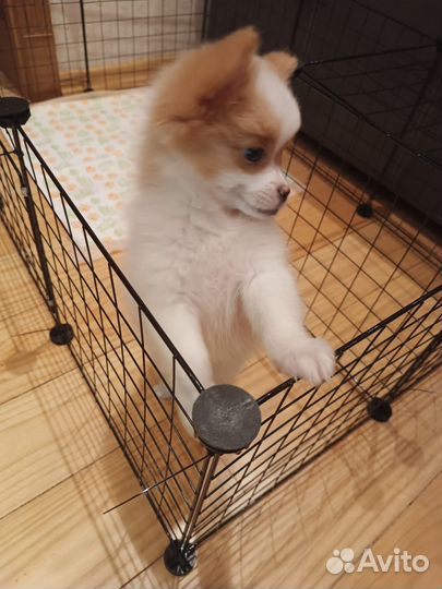 Немецкий шпиц