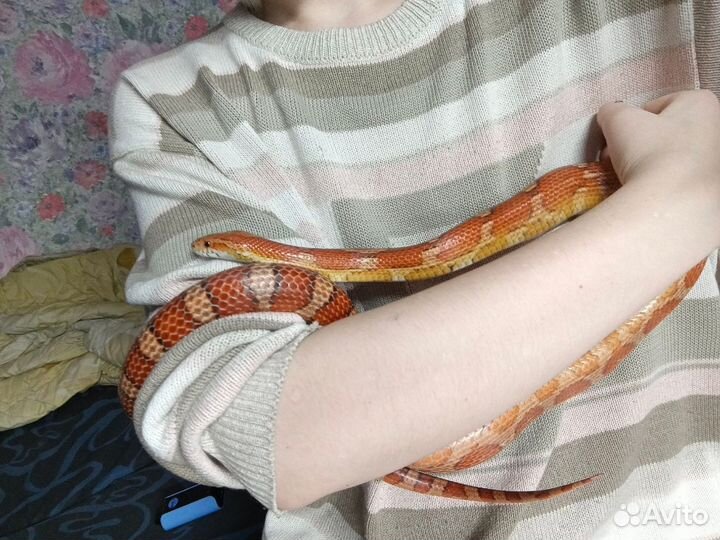 Змея маисовый полоз