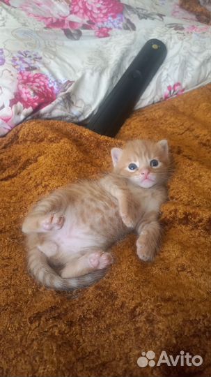 Кошки в добрые руки бесплатно