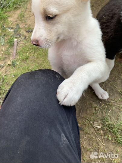 Отдам щенят