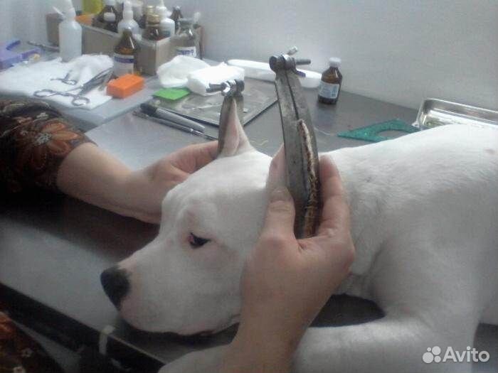 Купирование хвостов и ушей