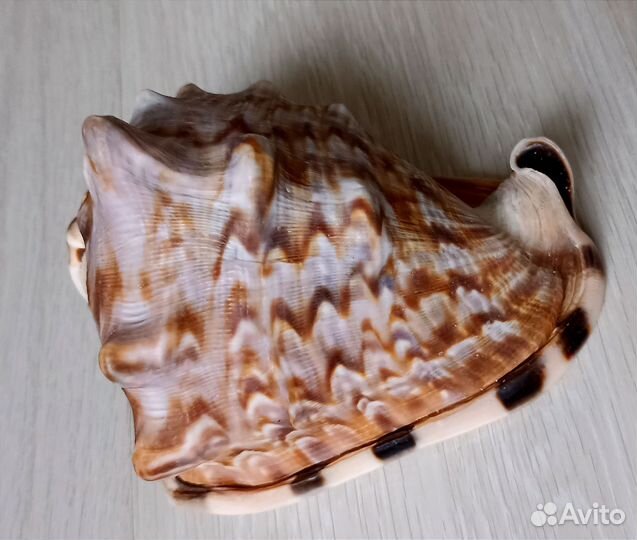 Морские ракушки раковины большие