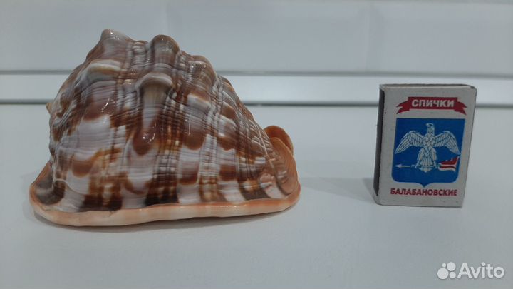 Раковина морская