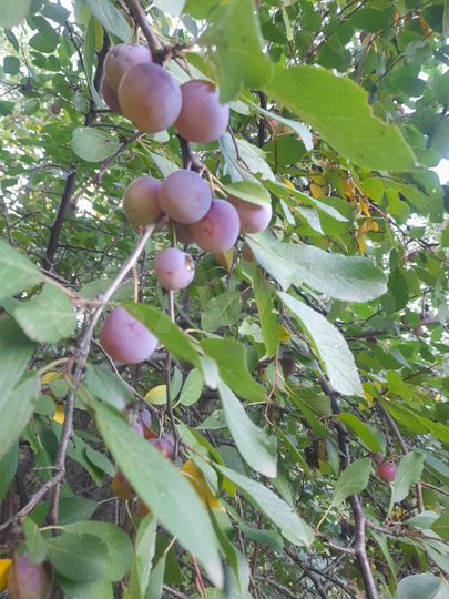 Дача 20 м² на участке 9 сот.