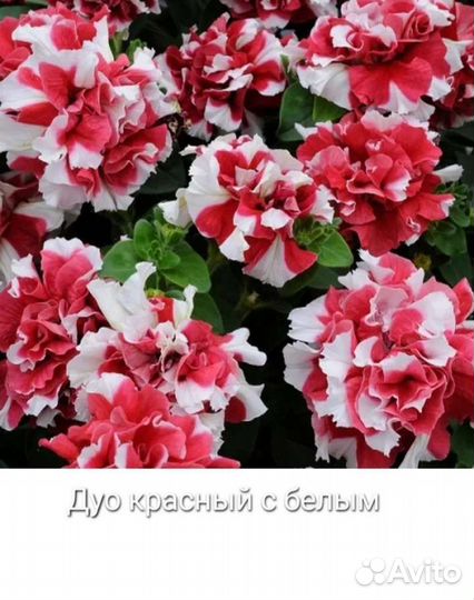 Семена петунии