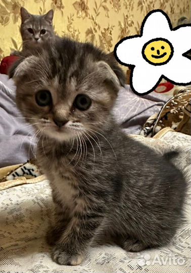 Котята шотландцы