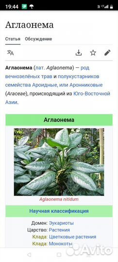 Аглоанема