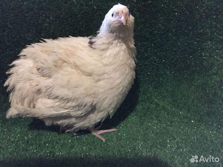 Перепела, яйцо инкубационное