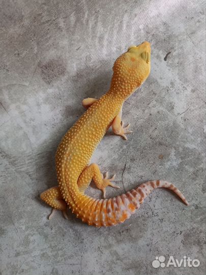 Эублефары самки