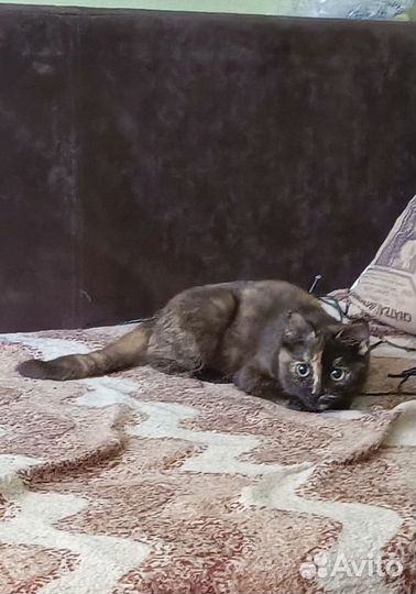 Котенок девочка