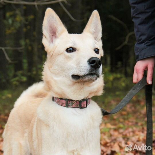 Перси ищет дом