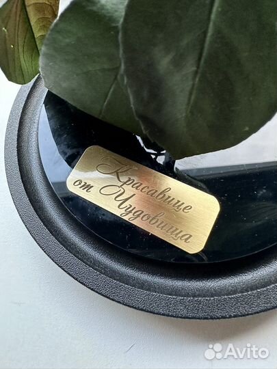 Живая роза в колбе